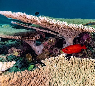 Researchers return from expedition to Papahanaumokuakea with a sense of hope. Credit - Kimberley Jeffries, NOAA