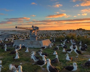 Papahanaumokuakea is home for four species of bird found nowhere else in the world. (Source: NOAA)