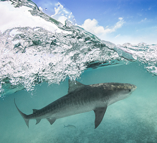 A tiger shark at Papahānaumokuākea Marine National Monument, which encompasses 582,578 square miles of the Pacific Ocean and is one of the largest marine protected areas in the world. Photo by Papahānaumokuākea Marine National Monument / Koa Matsuoka.