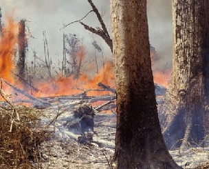 One of the main drivers of plant extinction is clearance of natural habitats. Credit - GETTY IMAGES