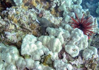 Porites lobata forms the foundation of many coral reefs in Hawaii and throughout the tropical Pacific (location: Olawalu Maui). Credit: Zac Forsman