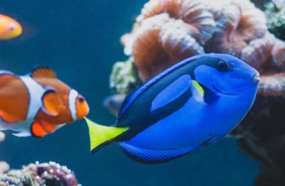 Reef fish of Palau. credit - 123rf