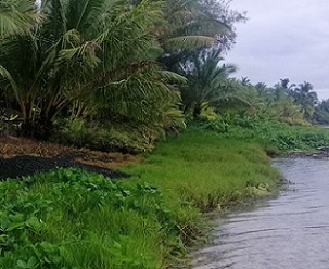 The only remaining salt marsh in country – the Aroko Salt Marsh in Ngatangiia. Credit - https://www.cookislandsnews.com/ 