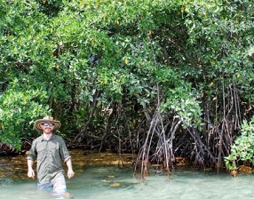 Steve Canty emerging from a cay dominated by red mangroves in Belize. (Loraé Simpson, University of Alabama)