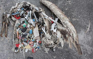 Plastics are ingested by animals and passed up the food chain. Photo credit - Sustainable Coastlines Hawai‘i