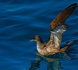 Many sooty shearwaters breed in New Zealand then migrate to the northeast Pacific. Shutterstock