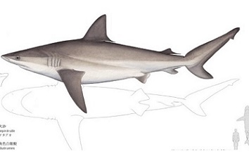 SPC shark and ray guide. credit - SPC