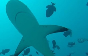 Marine Protected Areas need to be much bigger to support shark conservation.   credit - GLOBAL FINPRINT