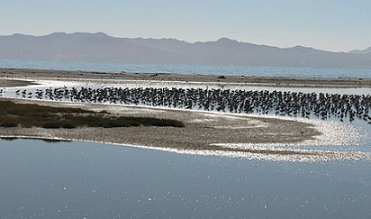 Bar-tailed godwits and pied stilts; seen from the old hide. credit - creative commons