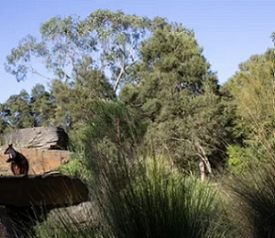 Economic research commissioned by the Australian Academy of Science argues every dollar spent on recording Australia’s plants and animals could deliver up to $35 in benefits. Photograph: John Moore/Getty Images
