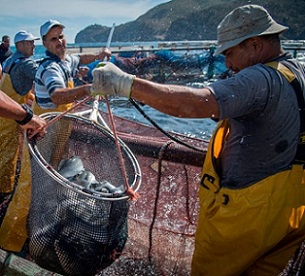 Boost for fish farms as ocean fish stocks affected by climate change.Credit: Fadel Senna/AFP/Getty