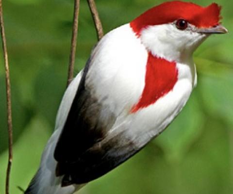 The Araripe Manakin is one of the ultra-rare bird species that will benefit from the new Alliance for Zero Extinction Initiative. The bird is found only in a small swath of habitat in Brazil. Photo by Ciro Albano