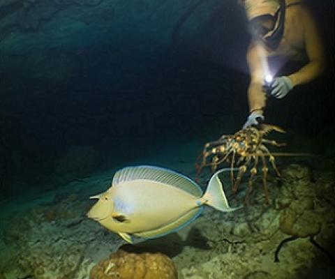 A lobster diver at night watches a sleeping unicornfish (ume) swim past. PHOTO: KIRBY MOREJOHN. 