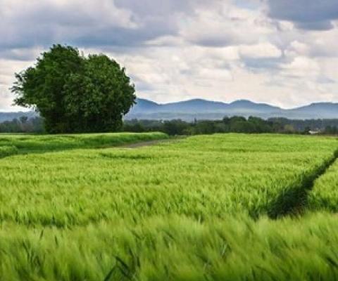 Promoting biodiversity-friendly landscapes: Beyond organic farming. Credit: Pixabay/CC0 Public Domain