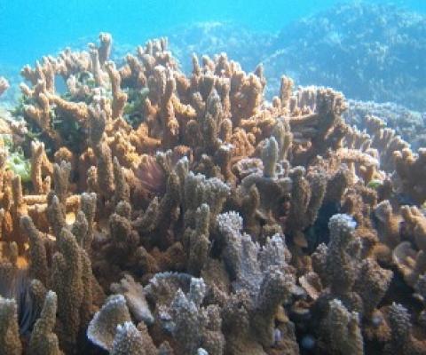 Coral reefs such as this one in the Papahanaumokuakea Marine National Monument provide places for fish to reproduce and sustain the vitality of their populations around Hawaii. Credit - UNESCO via Wikimedia Commons 