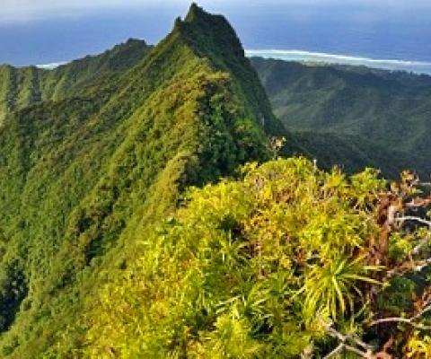 Cloud Forest on Rarotonga, Cook Islands. Credit - SPREP