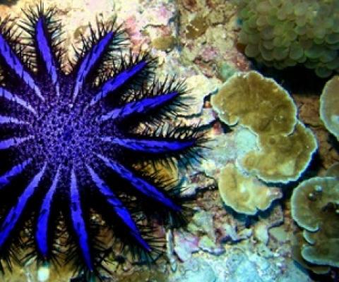 Crown of Thorns Starfish