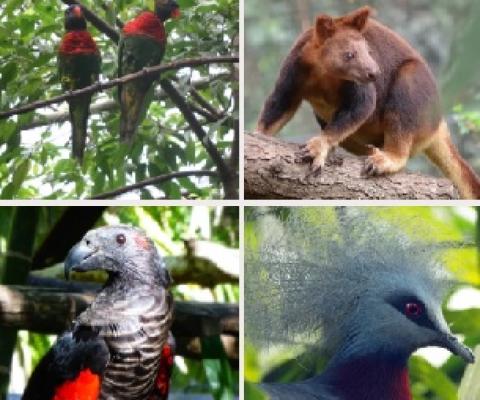 Nature Park Animal Collector Card Gains Popularity. 