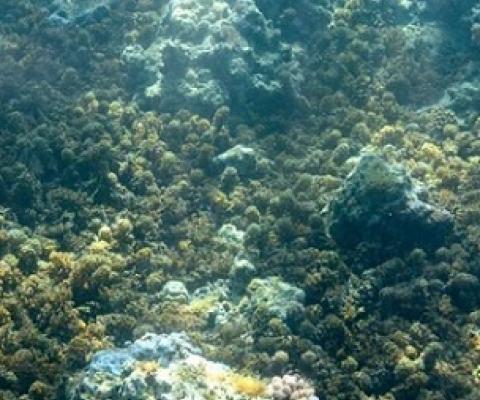 Seaweed can quickly take over a reef after a disturbance. Credit: Jeff Liang
