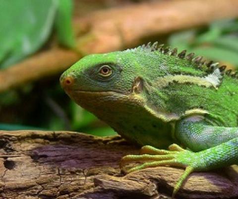Fiji crested Iguana