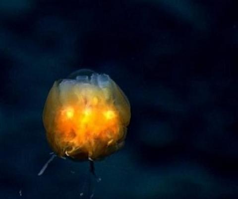 Dandelion siphonophore. (Credit: National Oceanic and Atmospheric Administration Office of Ocean Exploration and Research)