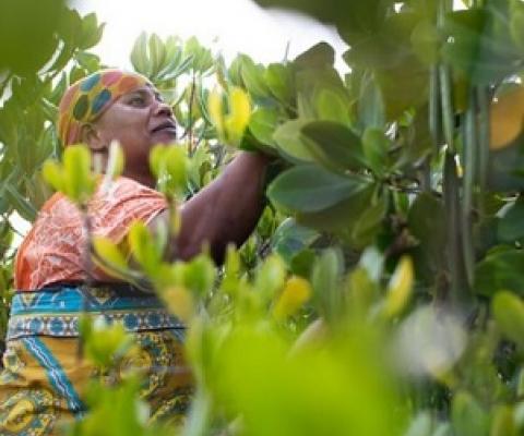 Credit - Sarah Waisa