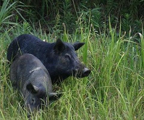 feral pigs