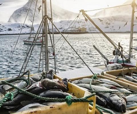 Credit - https://www.the-scientist.com/