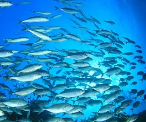 School of fish