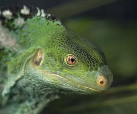 Fijian crested iguana (Malolo Island). San Diego Zoo Wildlife Alliance