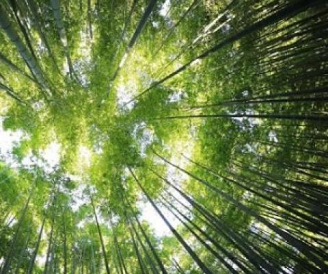 Credit: Unsplash/CC0 Public Domain