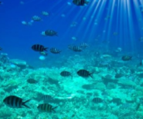 marine protected area, Fiji