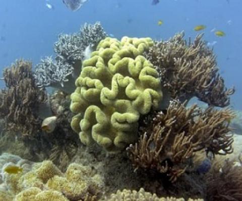Climate change is driving an uptick in the frequency of "reef disturbances," authors of the report warned. William West/AFP/Getty Images