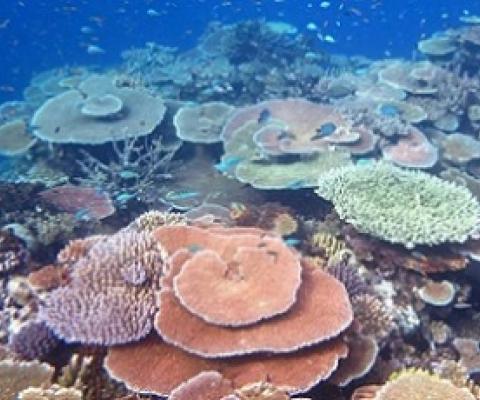 coral reef. Credit - Australian Institute of Marine Science (AIMS)