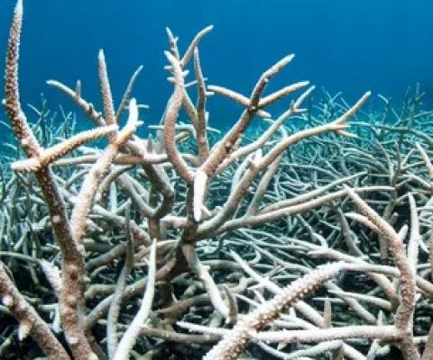 The Great Barrier Reef has suffered five mass bleaching events since 1998 that have undermined its survival. Photograph: Brett Monroe Garner/Getty Images