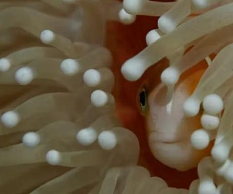 The World Heritage Committee has ordered a scientific inspection of the reef. Shutterstock