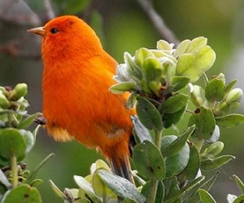 The Maui ʻākepa, a Hawaiian honeycreeper thought to be extinct. Photo: Courtesy of U.S. Geological Survey