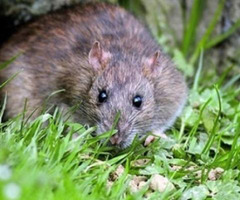 rats