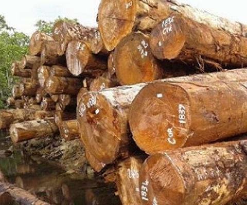 Logger fined $50k for harvesting tubi. Credit - www.solomonstarnews.com