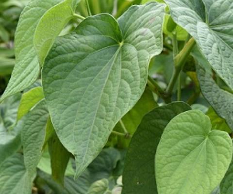 ava Māori - the veins on the leaf radiate out from the base. Photo: Melina Etches