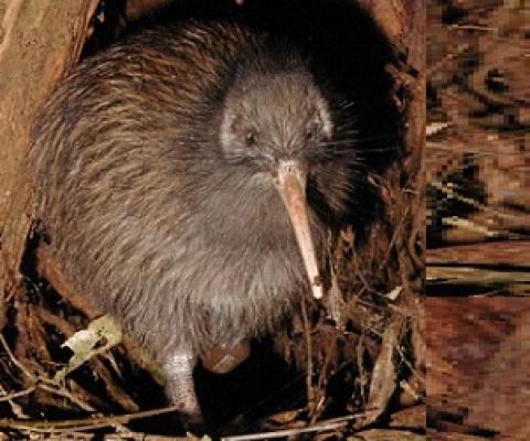 North Island Brown Kiwi, New Zealand. Credit - Maungatautari Ecological Island Trust 