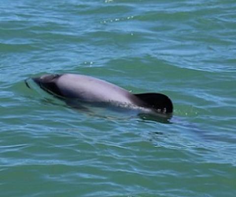 Māui dolphin. Photo: DOC