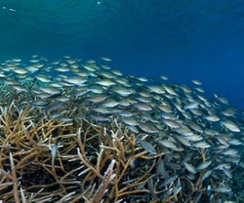 Striped parrotfish (Scarus iseri) in the Mesoamerican Reef. Credit - Healthy Reefs Initiative