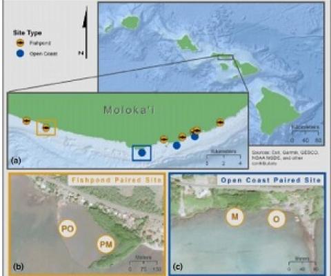 Non-native mangroves on Hawaii's Moloka'i Island provide beneficial ecosystem services. Credit - DOI: 10.1111/1365-2664.14028  