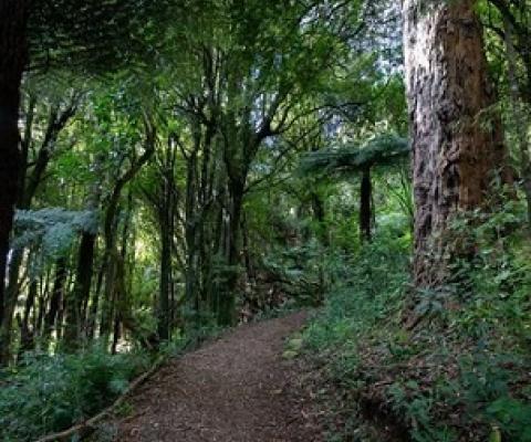 Pest control efforts will help native species at the Pūkaha National Wildlife Centre. Photo: Supplied/ Pūkaha National Wildlife Centre