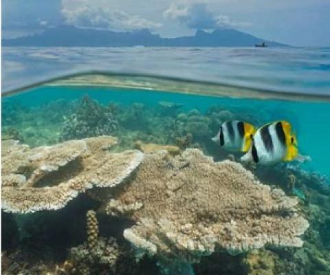 Coral Reefs in Moorea. Credit: UC Santa Barbara
