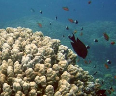 Coral reefs. Credit - NASA