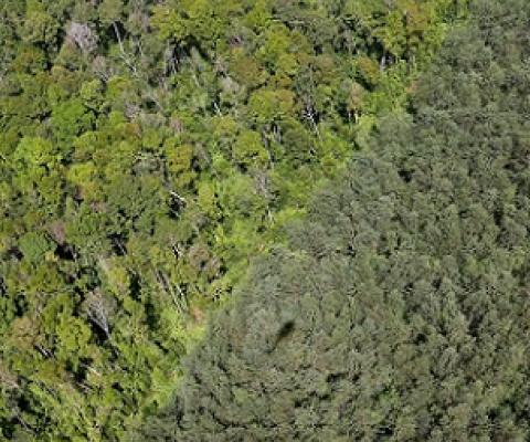 Natural forest and an acacia plantation on the island of Sumatra. Image by Rhett A. Butler/Mongabay.