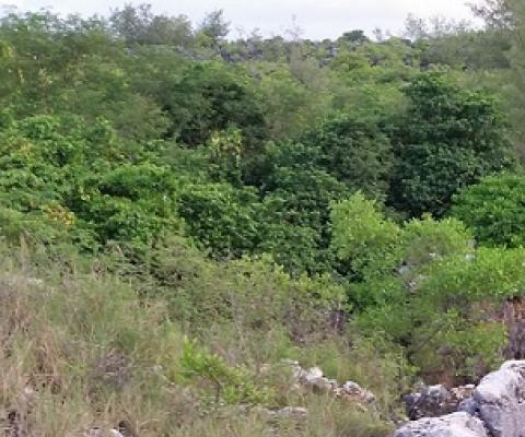 Credit - V. Jungblut