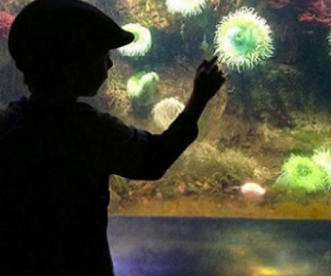 Children discover ocean life at the Smithsonian National Zoo's invertebrates exhibit in Washington, DC. Credit - NOS/NOAA.